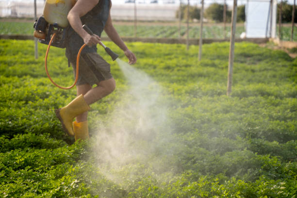 Best Ant Control Services  in Glenvar Heights, FL