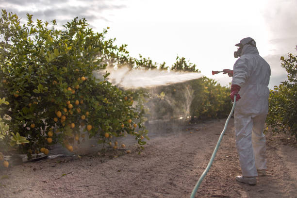 Best Wasp Removal Services  in Glenvar Heights, FL