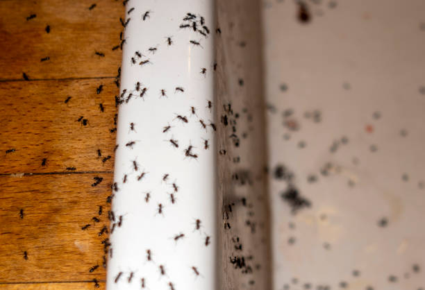 Best Bed Bug Extermination  in Glenvar Heights, FL
